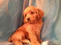 Dark red Female Cockapoo Puppy for sale in Iowa #18|Born Feb. 2013| North Iowa Puppies for sale | Breeder of cockapoos for over 19 years!